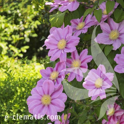 Clematis Pink Beauty 1.jpg