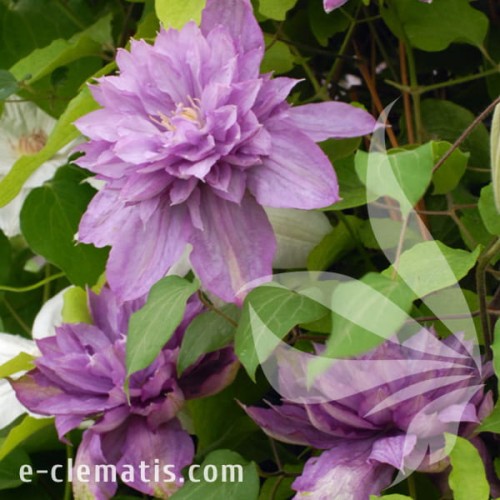 Clematis Proteus 1.jpg