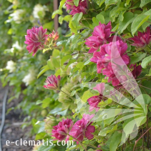 Clematis Red Star 1.jpg