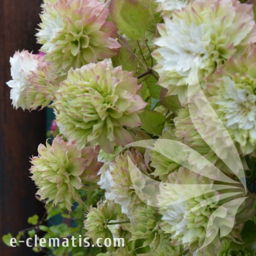 Clematis Sen-no-kaze 1.jpg