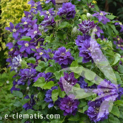Clematis Shin-shigyoku 1.jpg