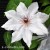 Clematis Snow Queen.jpg