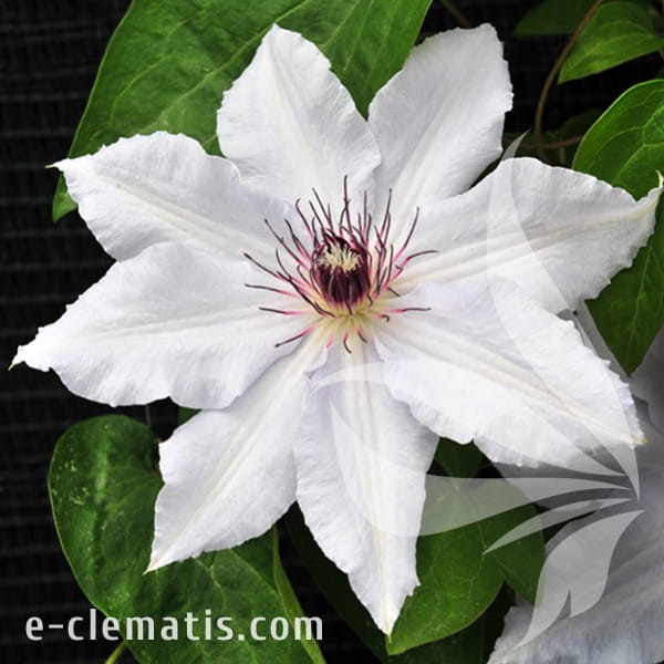 Clematis Snow Queen.jpg