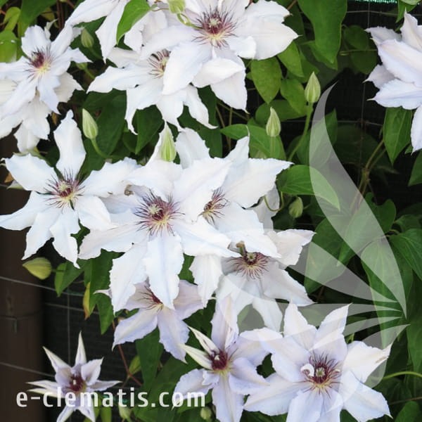 Clematis Snow Queen 1.jpg