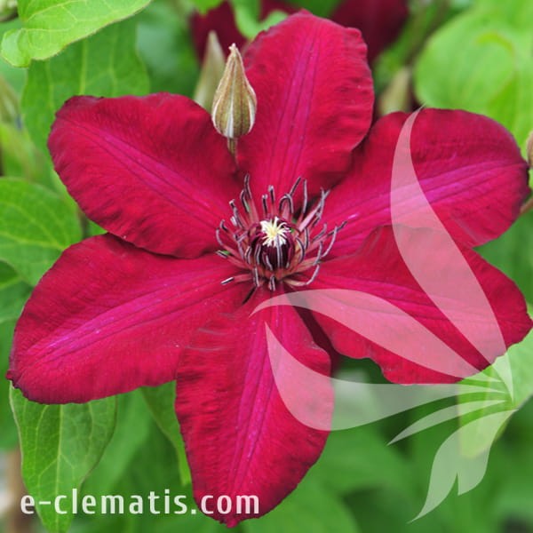 Clematis Solidarność.jpg