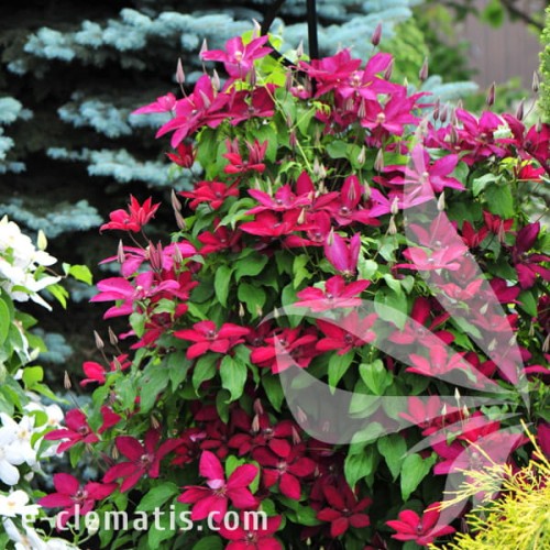 Clematis Solidarność 1.jpg