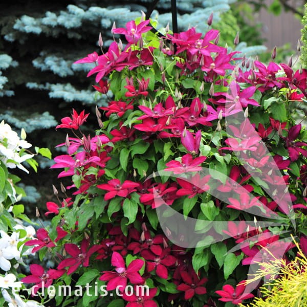 Clematis Solidarność 1.jpg