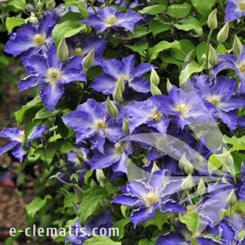 Clematis Stefan Franczak 1.jpg