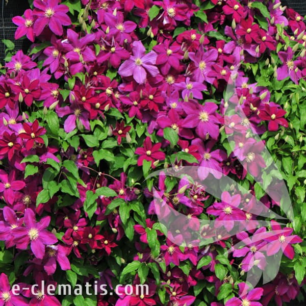 Clematis Sunset 1.jpg