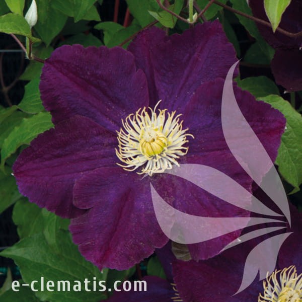 Clematis The Heroes of Warsaw.jpg