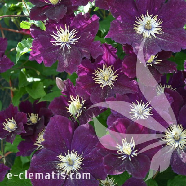 Clematis The Heroes of Warsaw 1.jpg