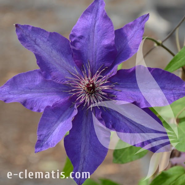 Clematis The President.jpg