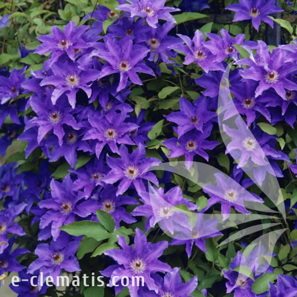 Clematis The President 1.jpg