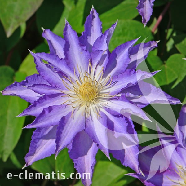 Clematis Thurislund.jpg