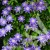 Clematis Thurislund 1.jpg