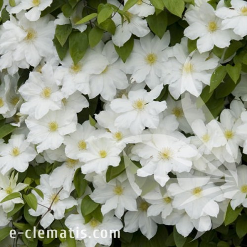 Clematis Toki 1.jpg