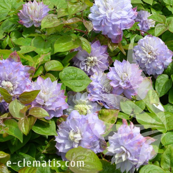 Clematis Veronica's Choice 1.jpg