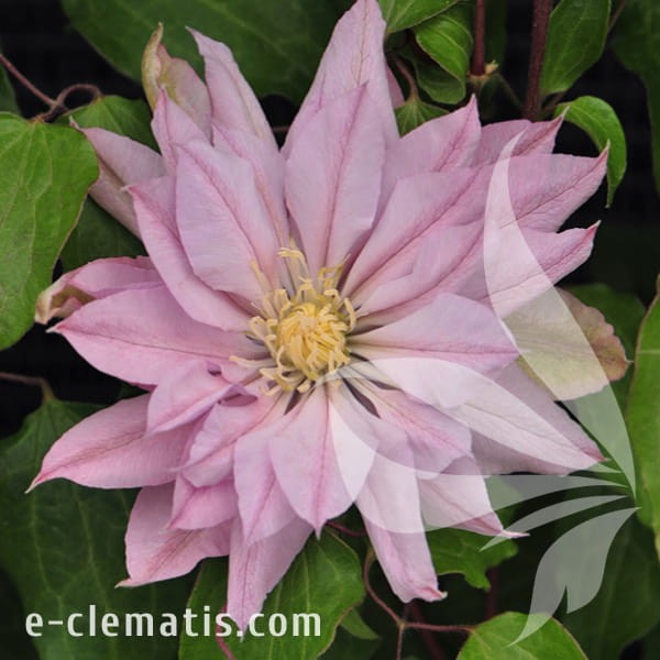 Clematis Violet Elizabeth.jpg