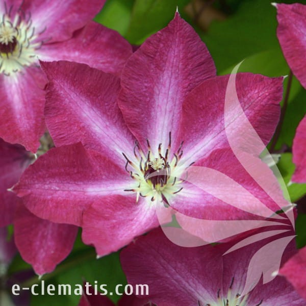 Clematis Viva Polonia.jpg
