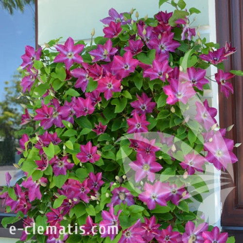 Clematis Viva Polonia 1.jpg