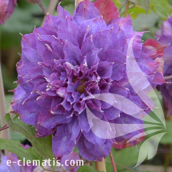 Clematis Vyvyan Pennell.jpg