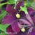 Clematis Warszawska Nike.jpg
