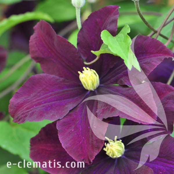 Clematis Warszawska Nike.jpg