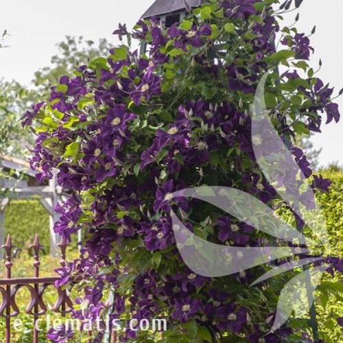 Clematis Warszawska Nike 1.jpg