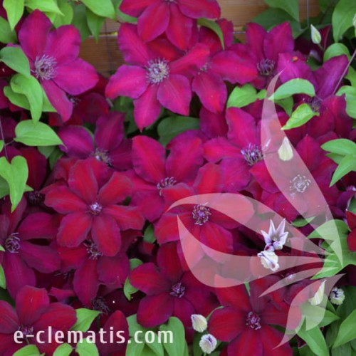 Clematis Westerplatte 1.jpg