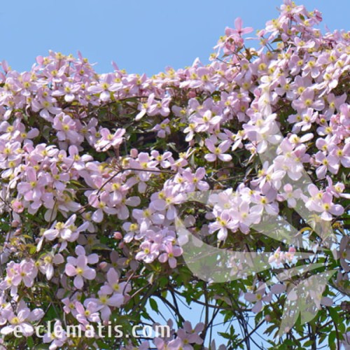 Clematis montana Elizabeth 1.jpg