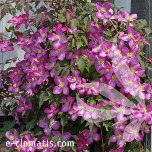 Clematis montana Freda 1.jpg