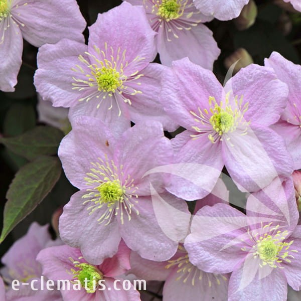 Clematis montana Mayleen.jpg