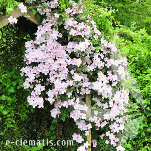 Clematis montana Mayleen 1.jpg