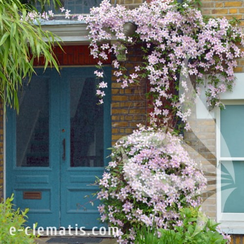 Clematis montana var. rubens 1.jpg