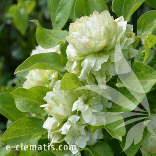 Clematis Kohana 1.jpg