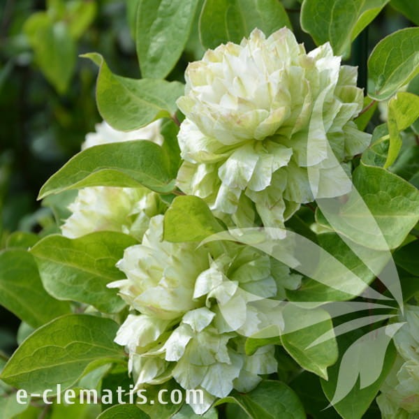 Clematis Kohana 1.jpg