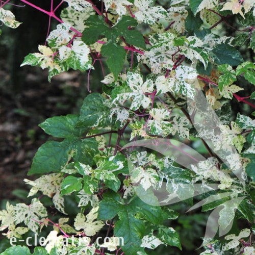 Ampelopsis glandulosa Elegans 1.jpg