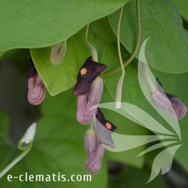 Aristolochia macrophylla.jpg