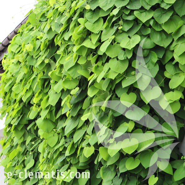 Aristolochia macrophylla 1.jpg