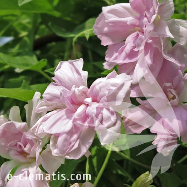 Calystegia hederacea Flore Pleno.jpg