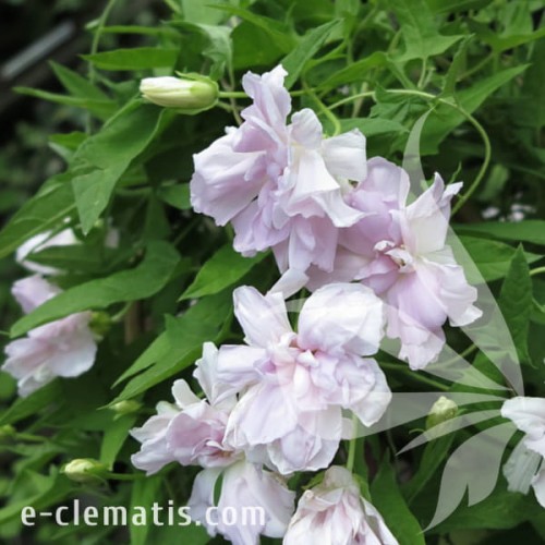 Calystegia hederacea Flore Pleno 1.jpg