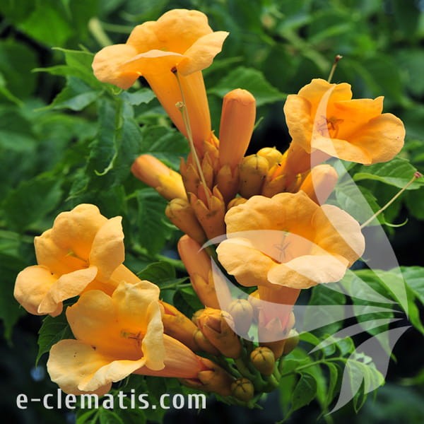 Campsis radicans Flava.jpg