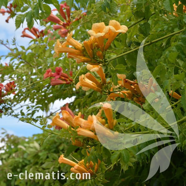 Campsis radicans Flava 1.jpg