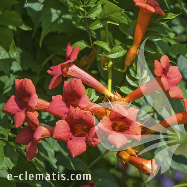 Campsis radicans Ursynów.jpg