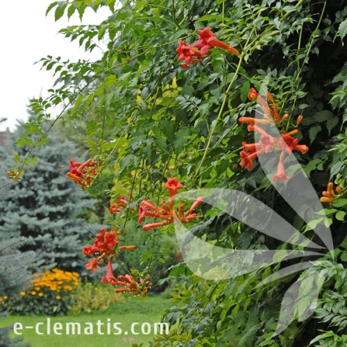 Campsis radicans Ursynów 1.jpg