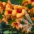 Campsis radicans Judy.jpg