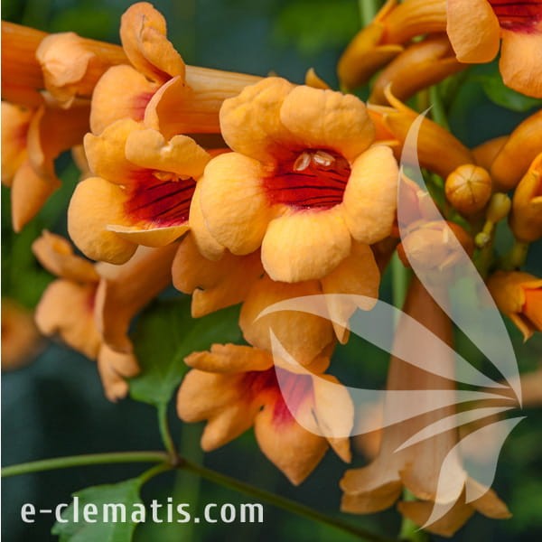 Campsis radicans Judy.jpg