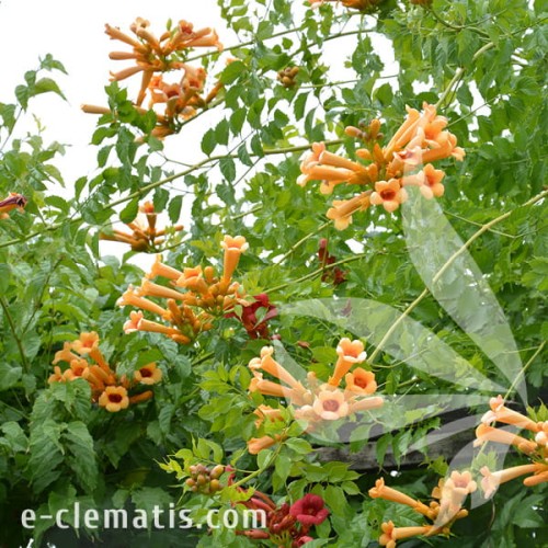 Campsis radicans Judy 1.jpg