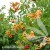 Campsis radicans Judy 1.jpg