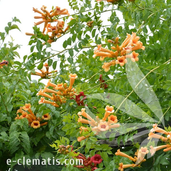 Campsis radicans Judy 1.jpg
